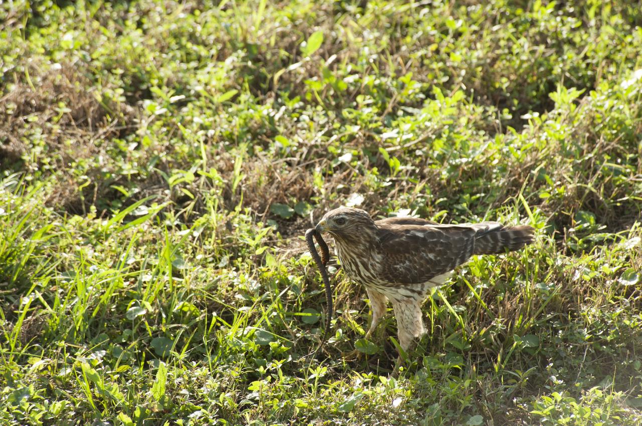 CAPE CANAVERAL, Fla. -- A successful hunting expedition near the Headquarters Building at NASA's Kennedy Space Center in Florida produces a snake for dinner for this red-tailed hawk.       In the United States, the red-tailed hawk is commonly called a "chicken hawk." Kennedy coexists with the Merritt Island National Wildlife Refuge, which was established in 1963 as an overlay of the center. The 140,000-acre refuge is habitat to more than 320 species of birds. For more information, visit http://www.fws.gov/merrittisland/.  Photo credit: NASA/Tony Gray