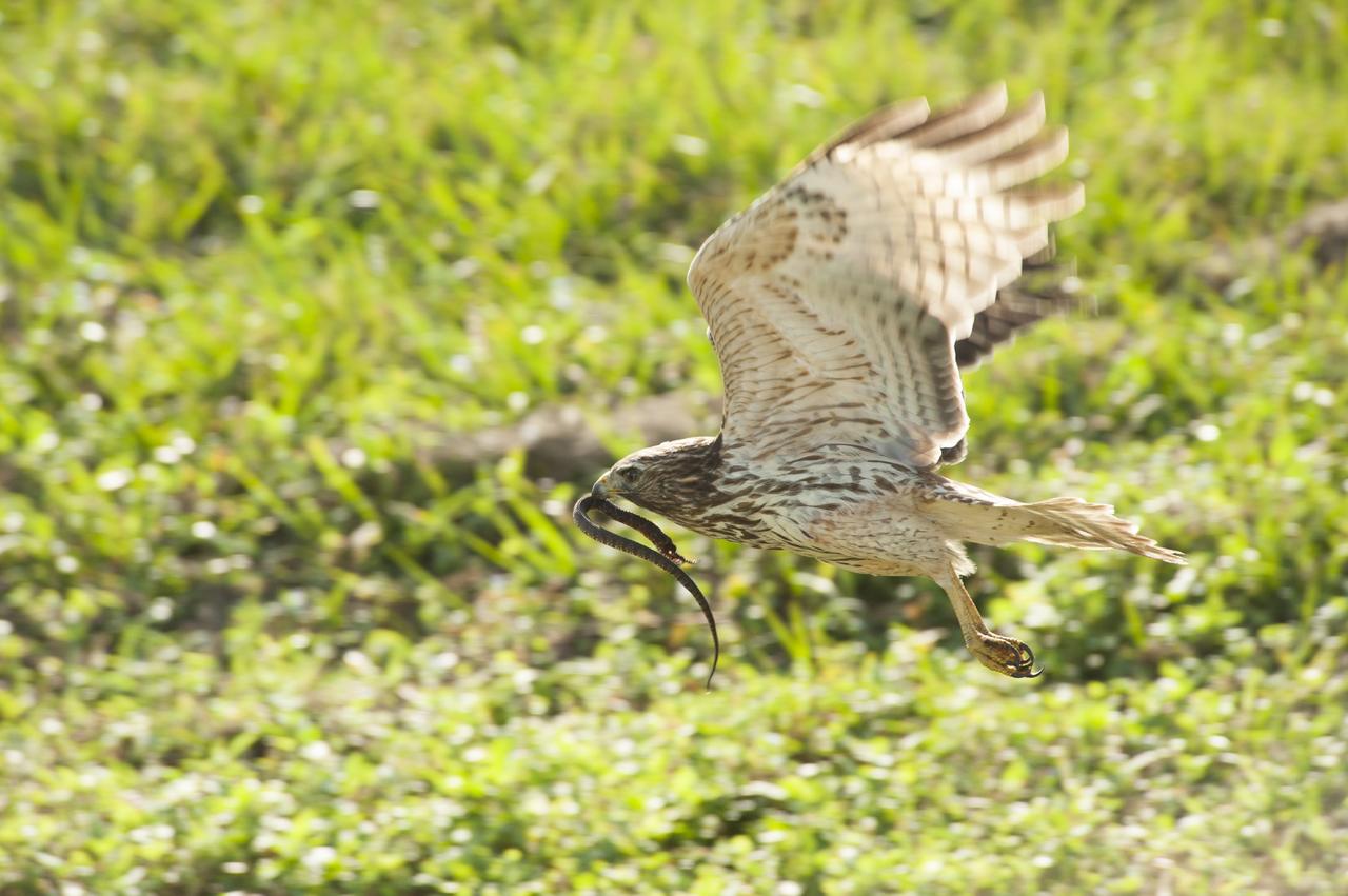 CAPE CANAVERAL, Fla. -- A red-tailed hawk, a snake draping from its beak, seeks a quiet place near the Headquarters Building at NASA's Kennedy Space Center in Florida to enjoy its dinner.     In the United States, the red-tailed hawk is commonly called a "chicken hawk." Kennedy coexists with the Merritt Island National Wildlife Refuge, which was established in 1963 as an overlay of the center. The 140,000-acre refuge is habitat to more than 320 species of birds. For more information, visit http://www.fws.gov/merrittisland/.  Photo credit: NASA/Tony Gray