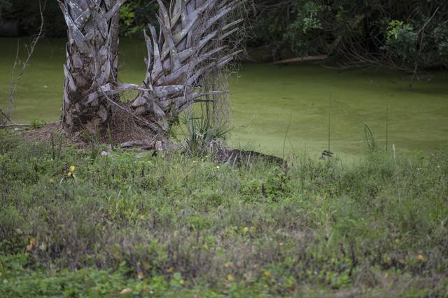 NASA image: Bobcat Walking and Swimming