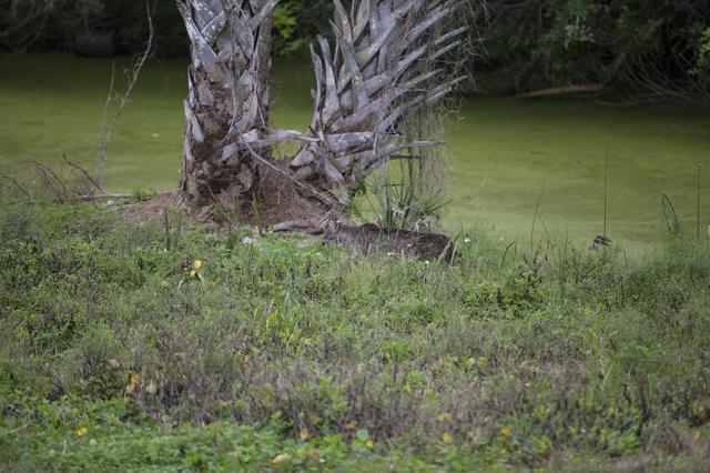 NASA image: Bobcat Walking and Swimming
