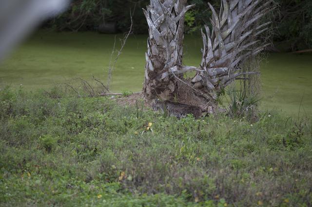 NASA image: Bobcat Walking and Swimming