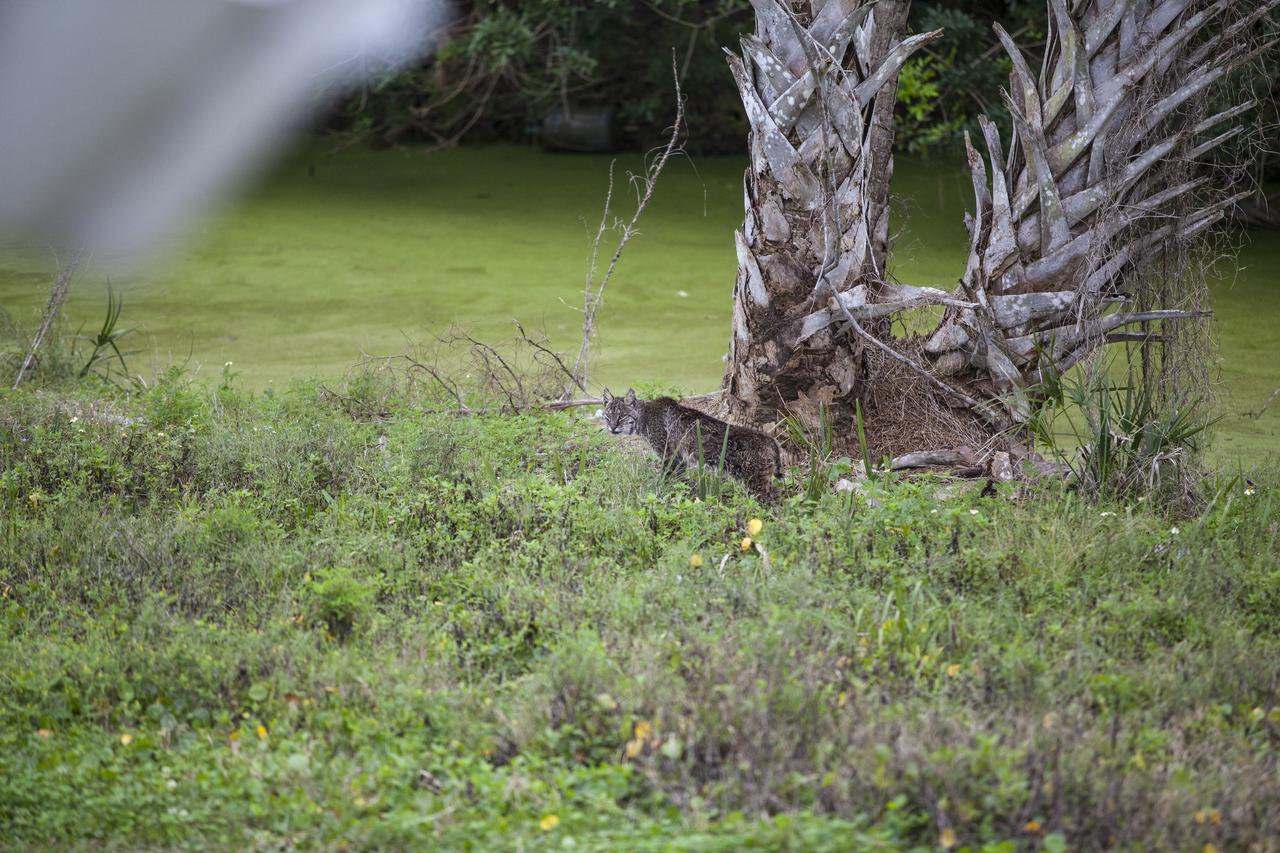 CAPE CANAVERAL, Fla. – A bobcat pauses to look back at the photographer while out for a walk at NASA's Kennedy Space Center in Florida. The center shares a boundary with the Merritt Island National Wildlife Refuge. The refuge encompasses 140,000 acres that are a habitat for more than 330 species of birds, 31 mammals, 117 fishes, and 65 amphibians and reptiles. Photo credit: NASA/Daniel Casper Note: selected image is cropped
