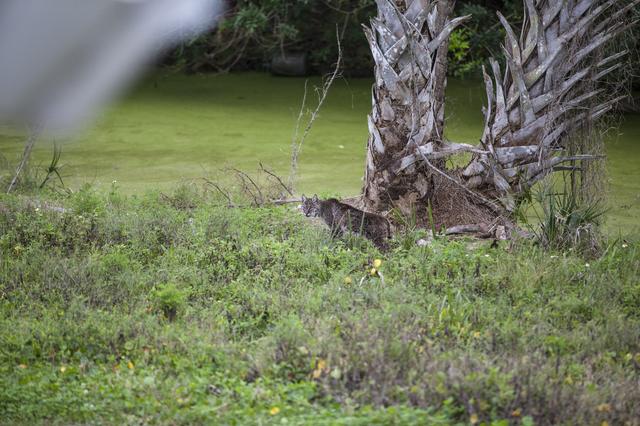 NASA image: Bobcat Walking and Swimming