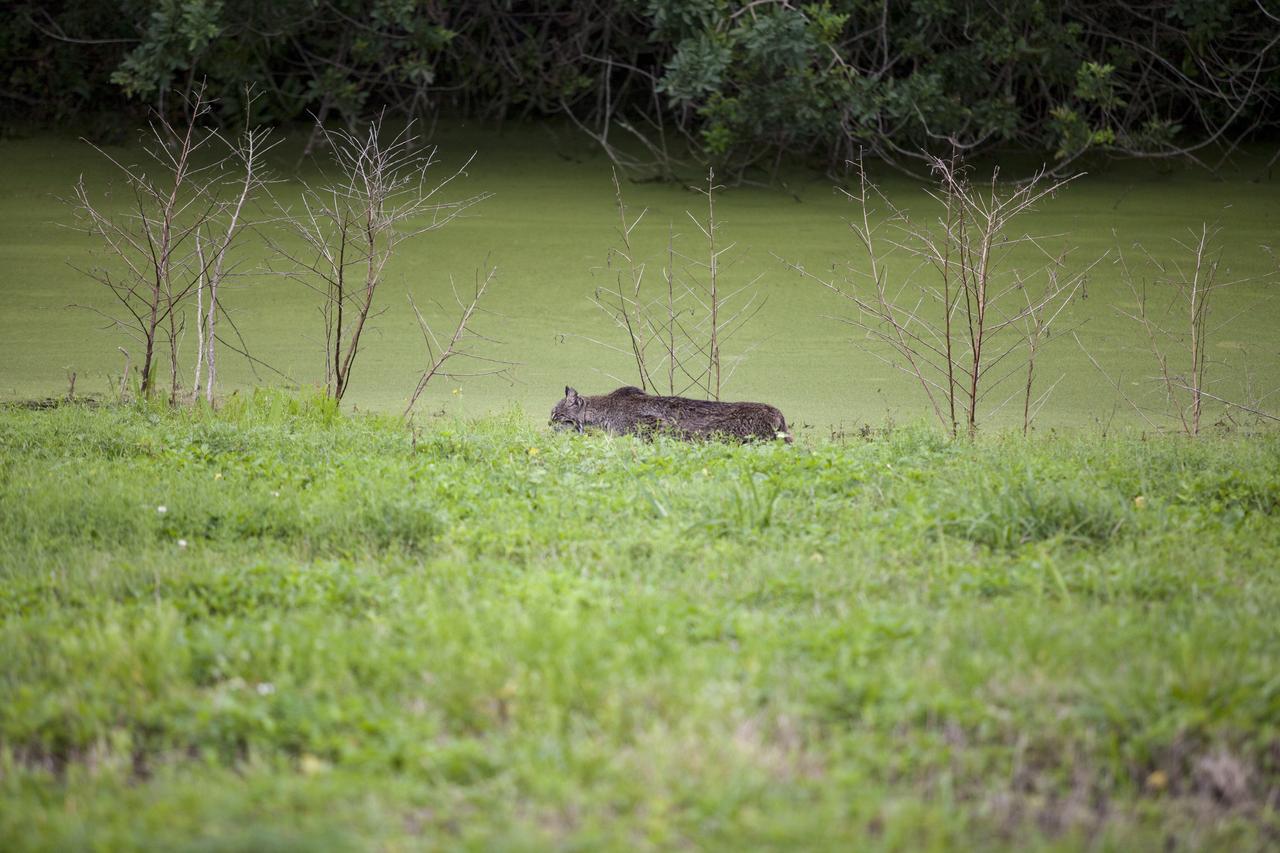 CAPE CANAVERAL, Fla. – A bobcat walks on the shore of a canal near the NASA News Center at Kennedy Space Center in Florida. The center shares a boundary with the Merritt Island National Wildlife Refuge. The refuge encompasses 140,000 acres that are a habitat for more than 330 species of birds, 31 mammals, 117 fishes, and 65 amphibians and reptiles. Photo credit: NASA/Daniel Casper