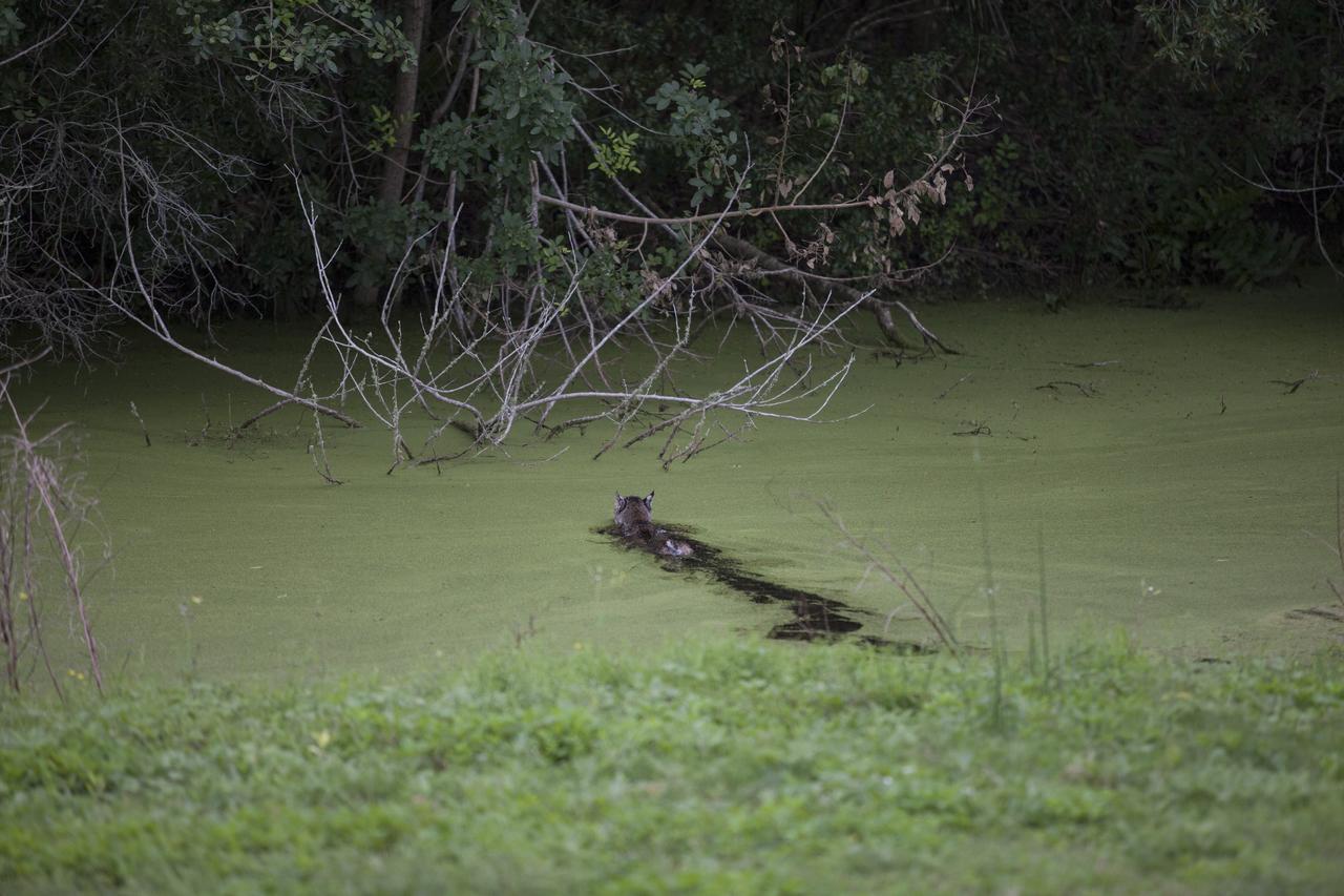 CAPE CANAVERAL, Fla. – A bobcat leaves a trail as it swims across an algae-covered canal near the NASA News Center at Kennedy Space Center in Florida. The center shares a boundary with the Merritt Island National Wildlife Refuge. The refuge encompasses 140,000 acres that are a habitat for more than 330 species of birds, 31 mammals, 117 fishes, and 65 amphibians and reptiles. Photo credit: NASA/Daniel Casper