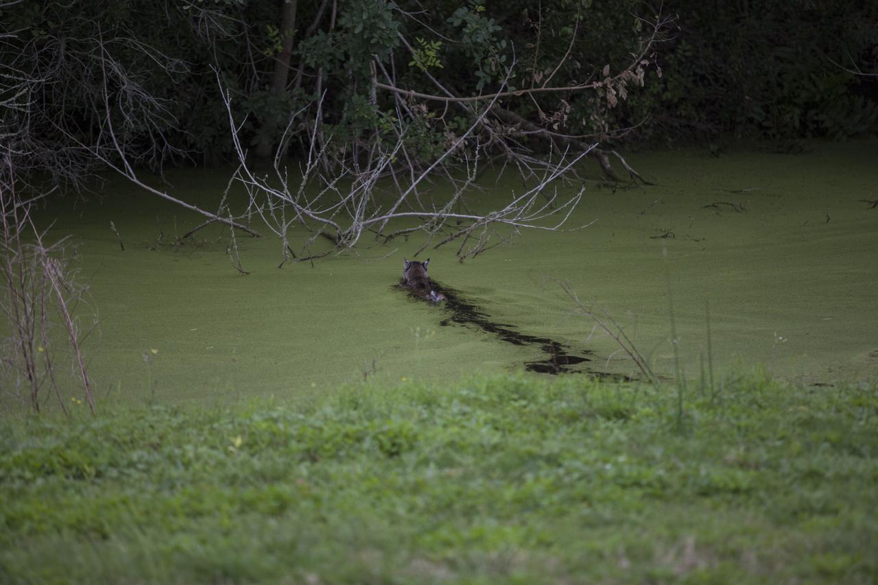 CAPE CANAVERAL, Fla. – A bobcat leaves a trail as it swims across an algae-covered canal near the NASA News Center at Kennedy Space Center in Florida. The center shares a boundary with the Merritt Island National Wildlife Refuge. The refuge encompasses 140,000 acres that are a habitat for more than 330 species of birds, 31 mammals, 117 fishes, and 65 amphibians and reptiles. Photo credit: NASA/Daniel Casper