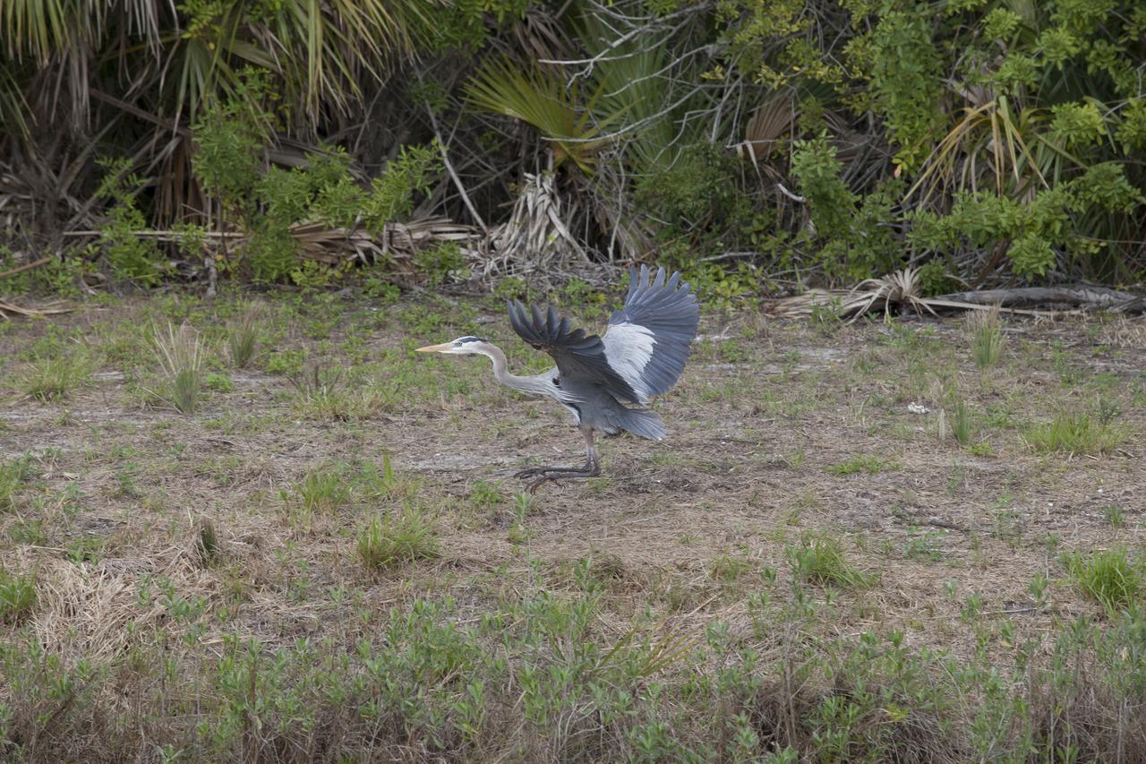 CAPE CANAVERAL, Fla. - A great blue heron begins to take flight in a grassy area at NASA’s Kennedy Space Center in Florida. The center shares a boundary with the Merritt Island National Wildlife Refuge. The refuge encompasses 140,000 acres that are a habitat for more than 330 species of birds, 31 mammals, 117 fishes, and 65 amphibians and reptiles. It contains more than 1,000 known plant species. The marshes and open water of the refuge provide wintering areas for 23 species of migratory waterfowl, as well as a year-round home for great blue herons, great egrets, wood storks, cormorants, brown pelicans and other species of marsh and shore birds, and a variety of insects. Photo credit: NASA/Daniel Casper