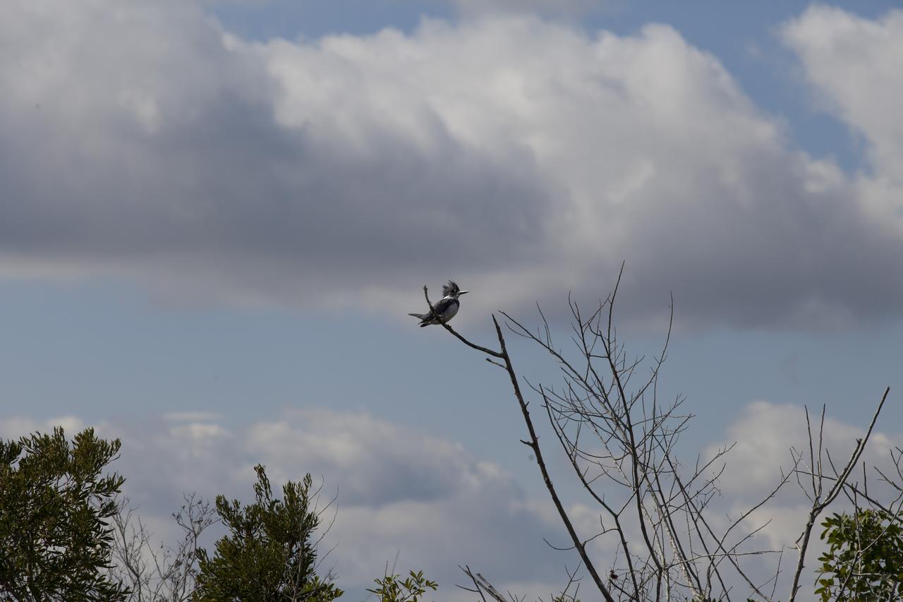 CAPE CANAVERAL, Fla. - A Kingfisher perches on the branch of a tree at NASA’s Kennedy Space Center in Florida. The center shares a boundary with the Merritt Island National Wildlife Refuge. The refuge encompasses 140,000 acres that are a habitat for more than 330 species of birds, 31 mammals, 117 fishes, and 65 amphibians and reptiles. It contains more than 1,000 known plant species. The marshes and open water of the refuge provide wintering areas for 23 species of migratory waterfowl, as well as a year-round home for great blue herons, great egrets, wood storks, cormorants, brown pelicans and other species of marsh and shore birds, and a variety of insects. Photo credit: NASA/Daniel Casper