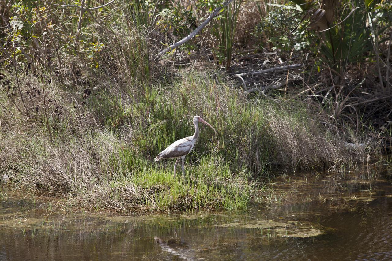 CAPE CANAVERAL, Fla. - A white ibis stands in the underbrush near one of the waterways at NASA’s Kennedy Space Center in Florida. The center shares a boundary with the Merritt Island National Wildlife Refuge. The refuge encompasses 140,000 acres that are a habitat for more than 330 species of birds, 31 mammals, 117 fishes, and 65 amphibians and reptiles. It contains more than 1,000 known plant species. The marshes and open water of the refuge provide wintering areas for 23 species of migratory waterfowl, as well as a year-round home for great blue herons, great egrets, wood storks, cormorants, brown pelicans and other species of marsh and shore birds, and a variety of insects. Photo credit: NASA/Daniel Casper