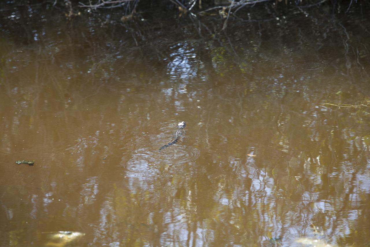 CAPE CANAVERAL, Fla. - An American alligator swims in a stream at NASA’s Kennedy Space Center in Florida. The center shares a boundary with the Merritt Island National Wildlife Refuge. The refuge encompasses 140,000 acres that are a habitat for more than 330 species of birds, 31 mammals, 117 fishes, and 65 amphibians and reptiles. It contains more than 1,000 known plant species. The marshes and open water of the refuge provide wintering areas for 23 species of migratory waterfowl, as well as a year-round home for great blue herons, great egrets, wood storks, cormorants, brown pelicans and other species of marsh and shore birds, and a variety of insects. Photo credit: NASA/Daniel Casper