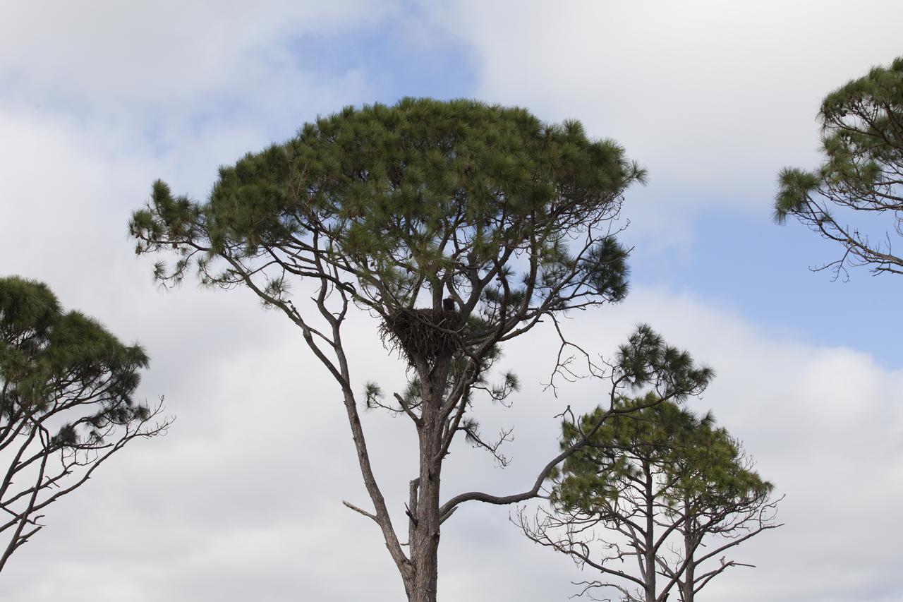 CAPE CANAVERAL, Fla. - A bald eagle perches in its nest in a tree along State Road 3 at NASA’s Kennedy Space Center in Florida. The center shares a boundary with the Merritt Island National Wildlife Refuge. The refuge encompasses 140,000 acres that are a habitat for more than 330 species of birds, 31 mammals, 117 fishes, and 65 amphibians and reptiles. It contains more than 1,000 known plant species. The marshes and open water of the refuge provide wintering areas for 23 species of migratory waterfowl, as well as a year-round home for great blue herons, great egrets, wood storks, cormorants, brown pelicans and other species of marsh and shore birds, and a variety of insects.