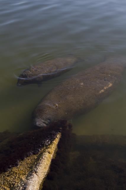 NASA image: Manatees near the NASA Causeway Bridge