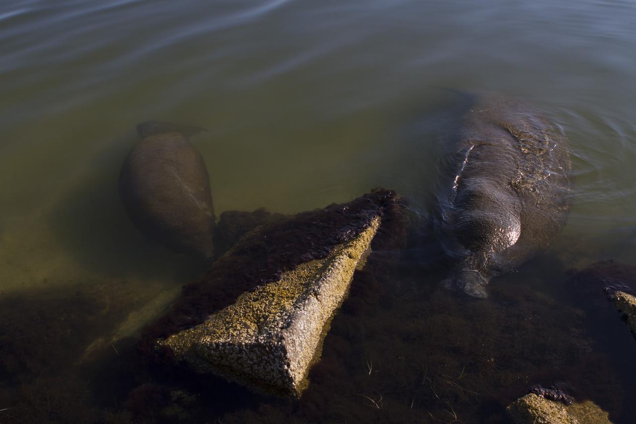 CAPE CANAVERAL, Fla. -- Two manatees swim in the water near the NASA Causeway Bridge at Kennedy Space Center in Florida. The gentle sea cows prefer warmer inland waterways during the winter months. The center shares a boundary with the Merritt Island National Wildlife Refuge. The refuge encompasses 140,000 acres that are a habitat for more than 330 species of birds, 31 mammals, 117 fishes, and 65 amphibians and reptiles. It contains more than 1,000 known plant species. The marshes and open water of the refuge provide wintering areas for 23 species of migratory waterfowl, as well as a year-round home for great blue herons, great egrets, wood storks, cormorants, brown pelicans and other species of marsh and shore birds, and a variety of insects. Photo credit: NASA/Ben Smegelsky