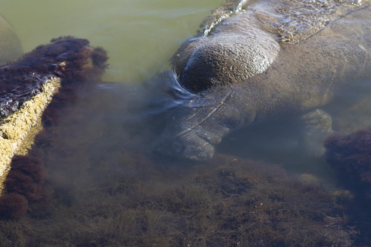 CAPE CANAVERAL, Fla. -- A manatee swims in the water near the NASA Causeway Bridge at Kennedy Space Center in Florida. The gentle sea cows prefer warmer inland waterways during the winter months. The center shares a boundary with the Merritt Island National Wildlife Refuge. The refuge encompasses 140,000 acres that are a habitat for more than 330 species of birds, 31 mammals, 117 fishes, and 65 amphibians and reptiles. It contains more than 1,000 known plant species. The marshes and open water of the refuge provide wintering areas for 23 species of migratory waterfowl, as well as a year-round home for great blue herons, great egrets, wood storks, cormorants, brown pelicans and other species of marsh and shore birds, and a variety of insects. Photo credit: NASA/Ben Smegelsky