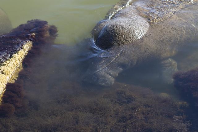 NASA image: Manatees near the NASA Causeway Bridge