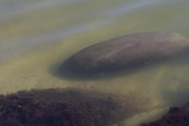 NASA image: Manatees near the NASA Causeway Bridge