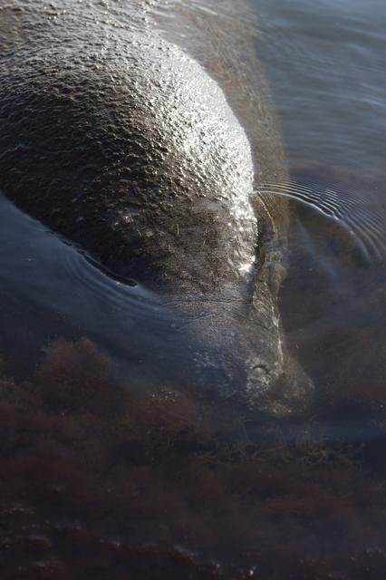 NASA image: Manatees near the NASA Causeway Bridge