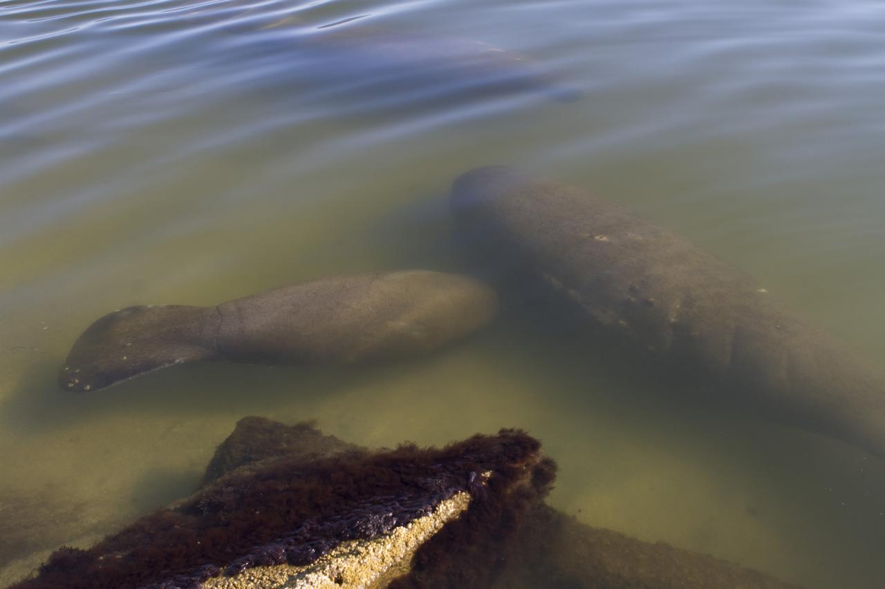 CAPE CANAVERAL, Fla. -- Two manatees swim in the water near the NASA Causeway Bridge at Kennedy Space Center in Florida. The gentle sea cows prefer warmer inland waterways during the winter months. The center shares a boundary with the Merritt Island National Wildlife Refuge. The refuge encompasses 140,000 acres that are a habitat for more than 330 species of birds, 31 mammals, 117 fishes, and 65 amphibians and reptiles. It contains more than 1,000 known plant species. The marshes and open water of the refuge provide wintering areas for 23 species of migratory waterfowl, as well as a year-round home for great blue herons, great egrets, wood storks, cormorants, brown pelicans and other species of marsh and shore birds, and a variety of insects. Photo credit: NASA/Ben Smegelsky