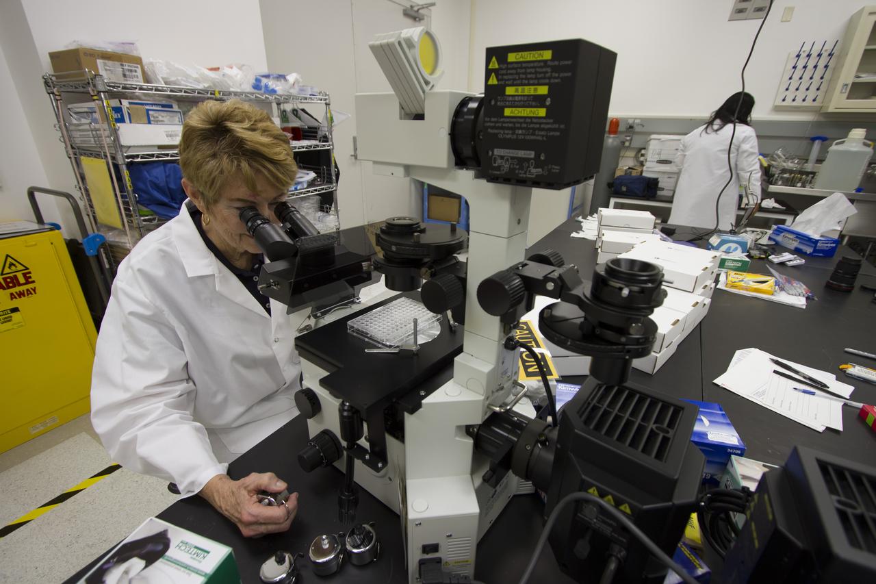 CAPE CANAVERAL, Fla. - Researcher and principal investigator Dr. Millie Hughes-Fulford, of the Hughes-Fulford Laboratory, San Francisco, Calif., at the microscope, examines T-cells as part of preflight experiment operations in the Space Station Processing Facility at NASA's Kennedy Space Center in Florida. The immunology experiment will launch on SpaceX-3 and focus on the effects of microgravity on early T-cell signaling pathways. Current work aims to identify and compare the gene expression of microRNAs miRNAs during T-cell activation under normal gravity and in microgravity, and compare those patterns to changes seen in aging populations. The experiment will be the first flown on SpaceX funded by the National Institutes of Health. Dr. Hughes-Fulford flew aboard space shuttle mission STS-40 in June 1991, the first Spacelab mission dedicated to biomedical studies. For more information on the T-cell experiment, visit http://hughesfulfordlab.com and http://www.nasa.gov/ames/research/space-biosciences/t-cell-activation-in-aging-spacex-3/. Photo credit: NASA/Cory Huston