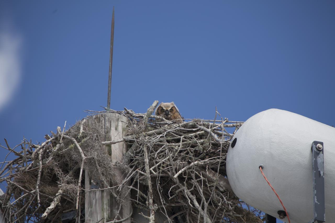CAPE CANAVERAL, Fla. – At NASA's Kennedy Space Center in Florida, an Owl occupies a nest originally build by an Osprey atop a loudspeaker utility pole. Kennedy Space Center shares a boundary with the Merritt Island National Wildlife Refuge. The Refuge encompasses 140,000 acres that are a habitat for more than 331 species of birds, 31 mammals, 117 fishes, and 65 amphibians and reptiles. The marshes and open water of the refuge provide wintering areas for 23 species of migratory waterfowl, as well as a year-round home for great blue herons, great egrets, wood storks, cormorants, brown pelicans and other species of marsh and shore birds, as well as a variety of insects. For more information, visit: http://www.nasa.gov/centers/kennedy/shuttleoperations/alligators/kscovr.html Photo credit: NASA/Dimitri Gerondidakis