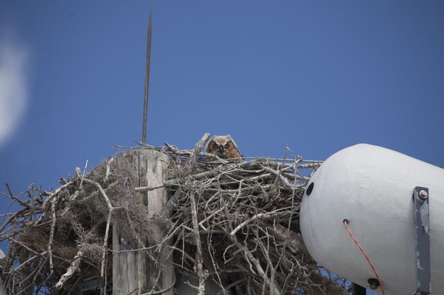 NASA image: Owl Nest behind TV Building