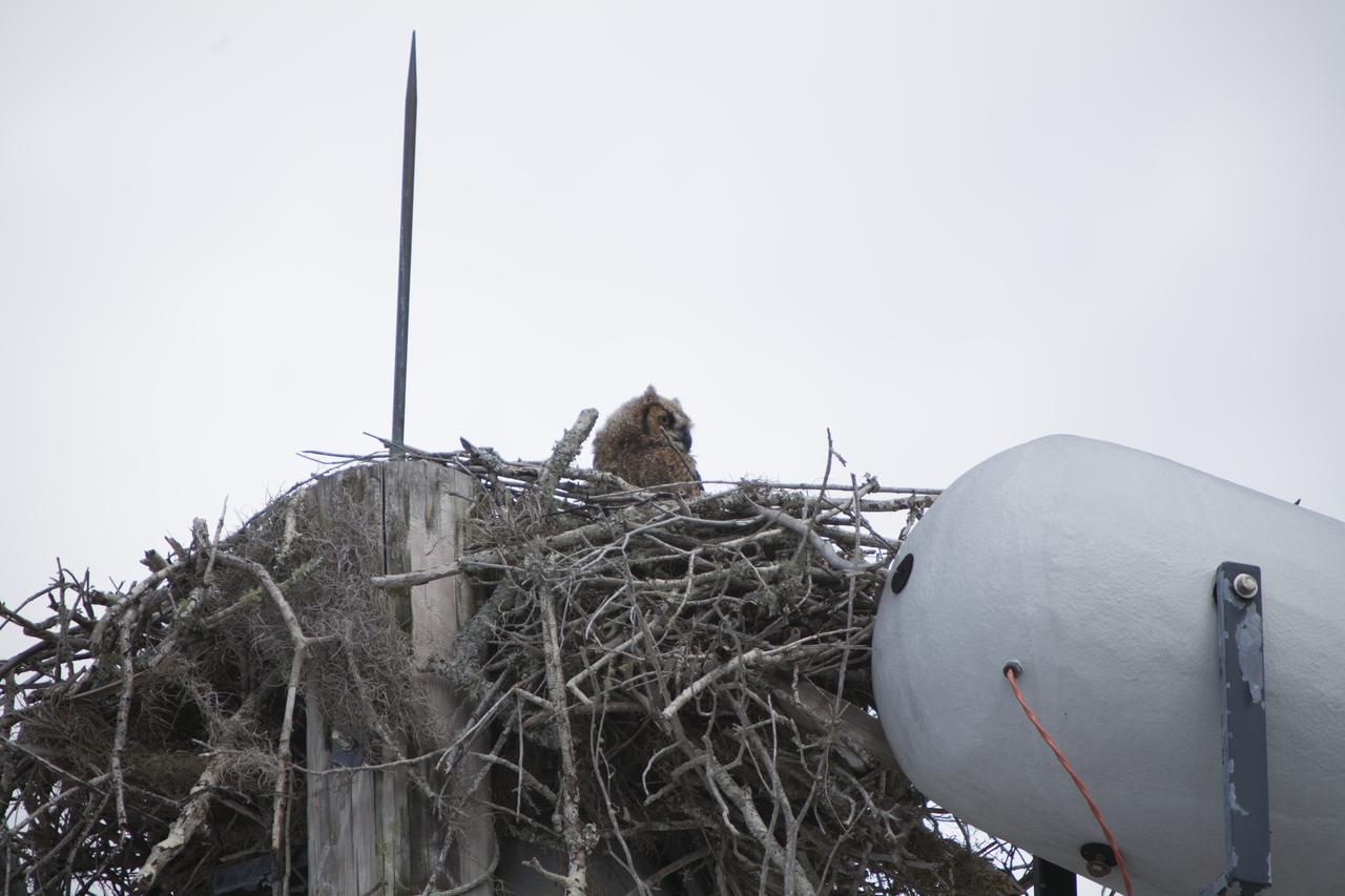 CAPE CANAVERAL, Fla. – At NASA's Kennedy Space Center in Florida, an Owl occupies a nest originally build by an Osprey atop a loudspeaker utility pole. Kennedy Space Center shares a boundary with the Merritt Island National Wildlife Refuge. The Refuge encompasses 140,000 acres that are a habitat for more than 331 species of birds, 31 mammals, 117 fishes, and 65 amphibians and reptiles. The marshes and open water of the refuge provide wintering areas for 23 species of migratory waterfowl, as well as a year-round home for great blue herons, great egrets, wood storks, cormorants, brown pelicans and other species of marsh and shore birds, as well as a variety of insects. For more information, visit: http://www.nasa.gov/centers/kennedy/shuttleoperations/alligators/kscovr.html Photo credit: NASA/Dimitri Gerondidakis