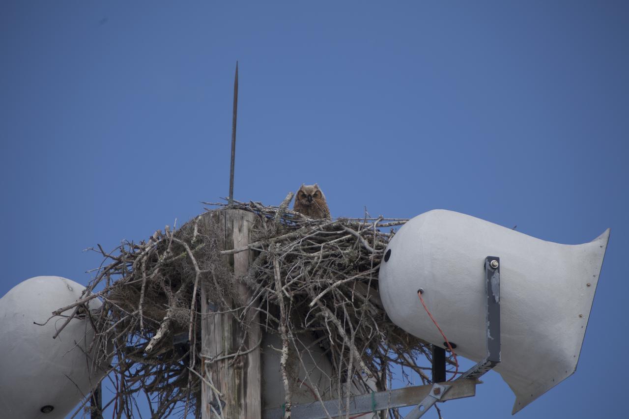 CAPE CANAVERAL, Fla. – At NASA's Kennedy Space Center in Florida, an Owl occupies a nest originally build by an Osprey atop a loudspeaker utility pole. Kennedy Space Center shares a boundary with the Merritt Island National Wildlife Refuge. The Refuge encompasses 140,000 acres that are a habitat for more than 331 species of birds, 31 mammals, 117 fishes, and 65 amphibians and reptiles. The marshes and open water of the refuge provide wintering areas for 23 species of migratory waterfowl, as well as a year-round home for great blue herons, great egrets, wood storks, cormorants, brown pelicans and other species of marsh and shore birds, as well as a variety of insects. For more information, visit: http://www.nasa.gov/centers/kennedy/shuttleoperations/alligators/kscovr.html Photo credit: NASA/Dimitri Gerondidakis