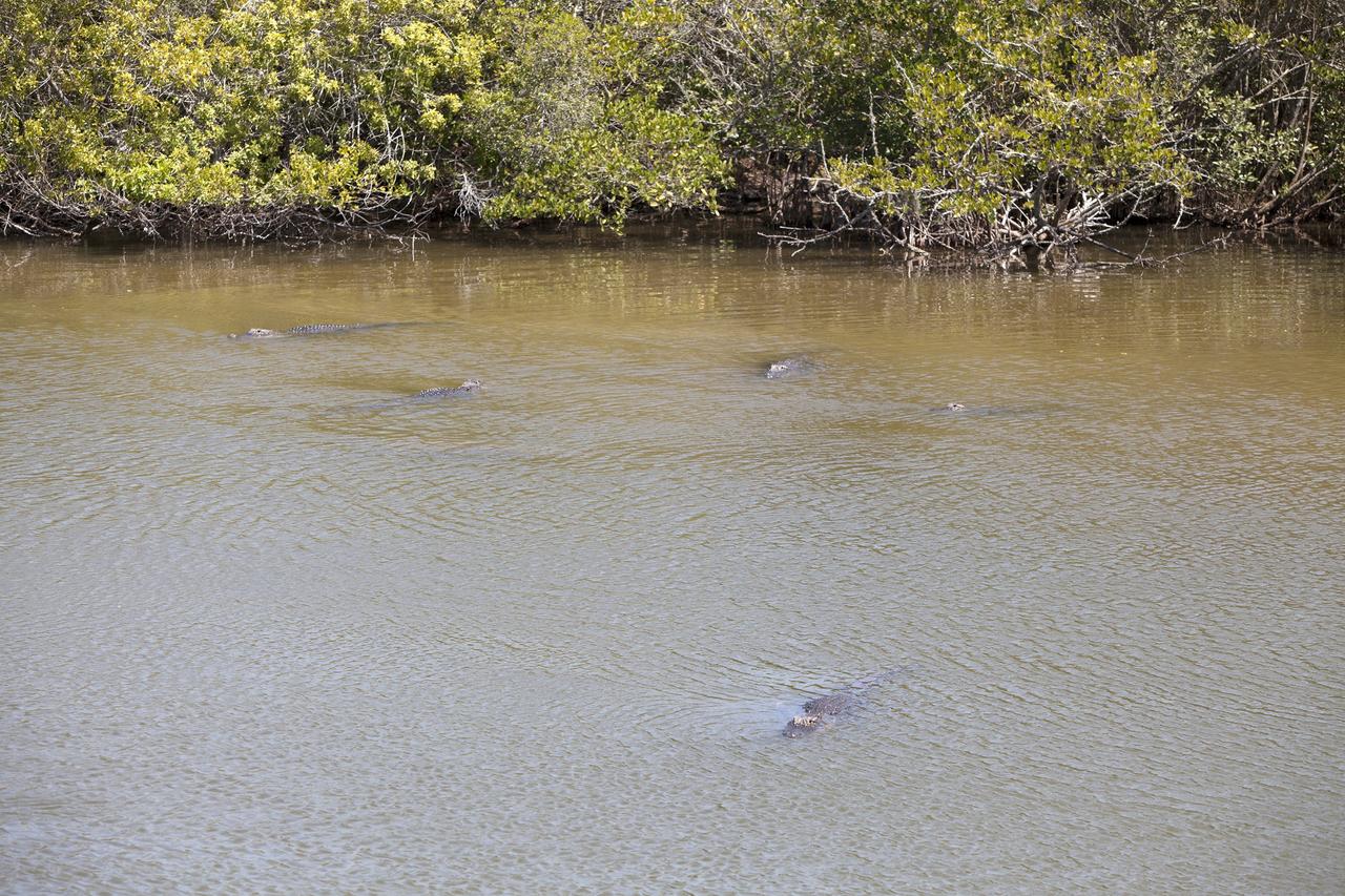 CAPE CANAVERAL, Fla. – Alligators gather in the shallow water of a creek at NASA's Kennedy Space Center in Florida.    The center shares a boundary with the Merritt Island National Wildlife Refuge, which encompasses 140,000 acres that provide a habitat for more than 330 species of birds, 31 mammals, 117 fishes, and 65 amphibians and reptiles. Photo credit: NASA/Daniel Casper