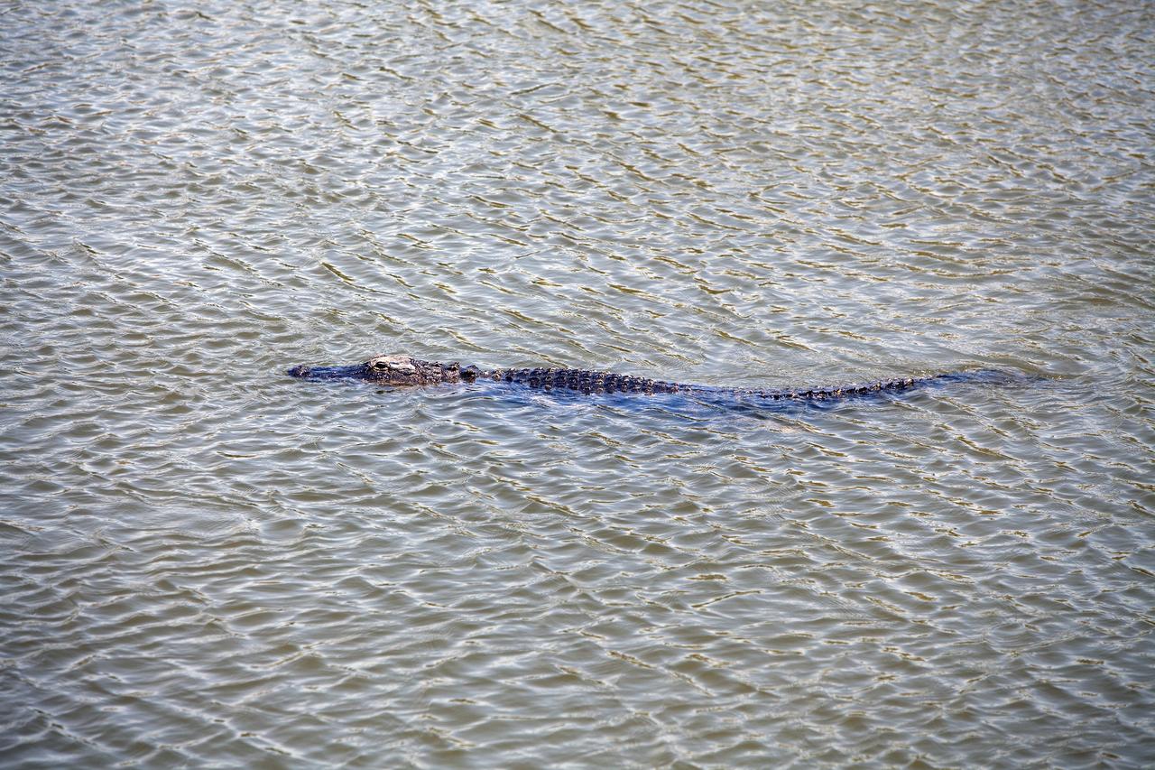 CAPE CANAVERAL, Fla. – An alligator glides through the shallow water of a creek at NASA's Kennedy Space Center.    The center shares a boundary with the Merritt Island National Wildlife Refuge, which encompasses 140,000 acres that provide a habitat for more than 330 species of birds, 31 mammals, 117 fishes, and 65 amphibians and reptiles. Photo credit: NASA/Daniel Casper