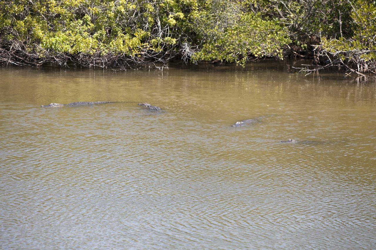 CAPE CANAVERAL, Fla. – Alligators gather in the shallow water of a creek at NASA's Kennedy Space Center in Florida.    The center shares a boundary with the Merritt Island National Wildlife Refuge, which encompasses 140,000 acres that provide a habitat for more than 330 species of birds, 31 mammals, 117 fishes, and 65 amphibians and reptiles. Photo credit: NASA/Daniel Casper