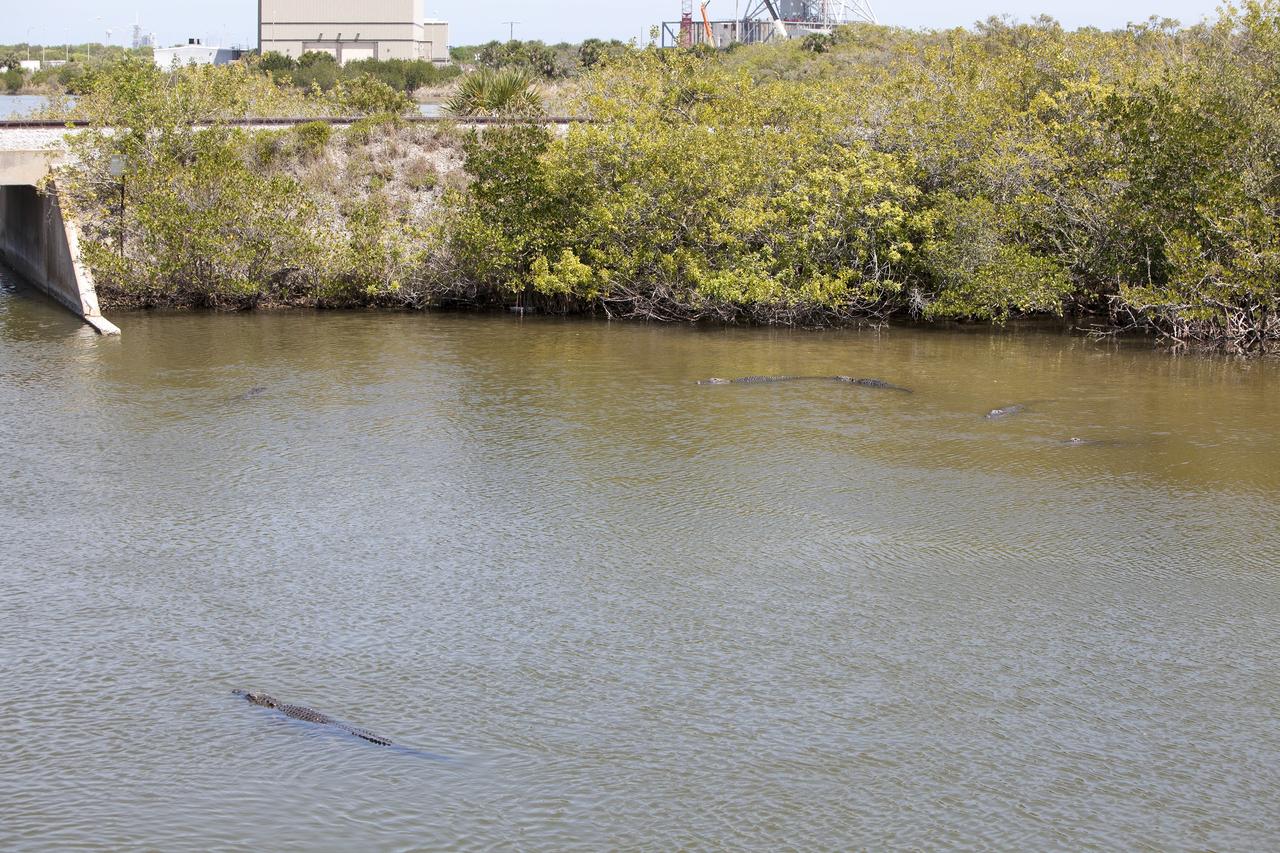 CAPE CANAVERAL, Fla. – The NASA Railroad track borders a creek that often serves as a popular gathering place for alligators and manatees at Kennedy Space Center in Florida.    The center shares a boundary with the Merritt Island National Wildlife Refuge, which encompasses 140,000 acres that provide a habitat for more than 330 species of birds, 31 mammals, 117 fishes, and 65 amphibians and reptiles. Photo credit: NASA/Daniel Casper