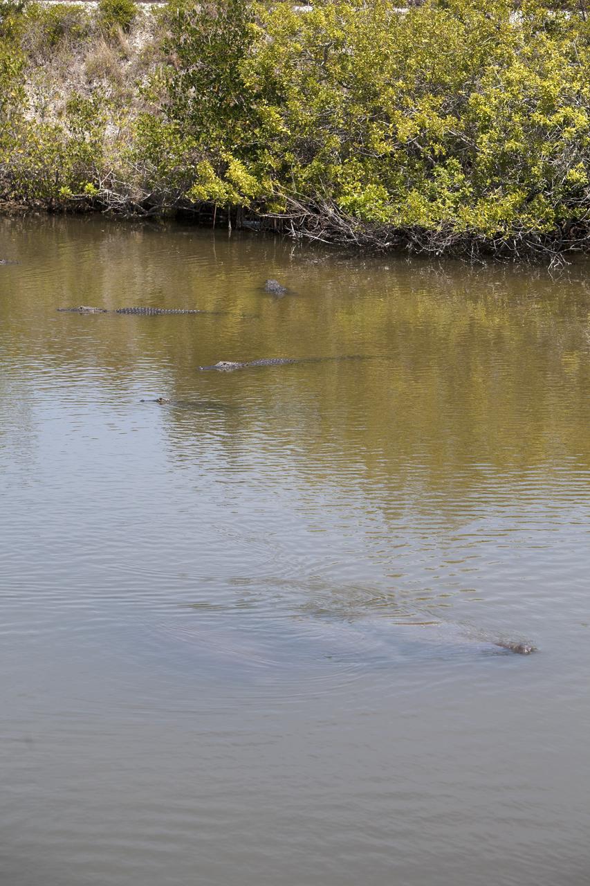 CAPE CANAVERAL, Fla. – In a creek at NASA's Kennedy Space Center in Florida, a manatee in the foreground comes up for air, unbothered by a group of nearby alligators.    The center shares a boundary with the Merritt Island National Wildlife Refuge, which encompasses 140,000 acres that provide a habitat for more than 330 species of birds, 31 mammals, 117 fishes, and 65 amphibians and reptiles. Photo credit: NASA/Daniel Casper
