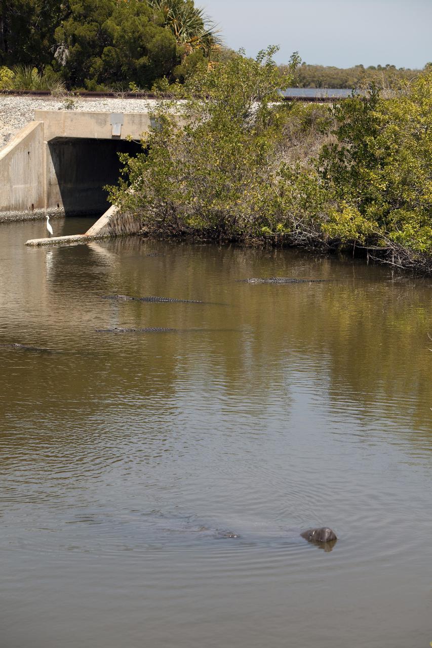 CAPE CANAVERAL, Fla. – A manatee's nose breaks the surface of the water in a creek at NASA's Kennedy Space Center in Florida. Several alligators linger in the background.    The center shares a boundary with the Merritt Island National Wildlife Refuge, which encompasses 140,000 acres that provide a habitat for more than 330 species of birds, 31 mammals, 117 fishes, and 65 amphibians and reptiles. Photo credit: NASA/Daniel Casper