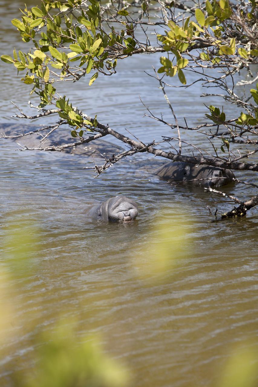 CAPE CANAVERAL, Fla. – A parent and a baby manatee come up for air beneath the branches of a mangrove in a creek at NASA's Kennedy Space Center in Florida.    The center shares a boundary with the Merritt Island National Wildlife Refuge, which encompasses 140,000 acres that provide a habitat for more than 330 species of birds, 31 mammals, 117 fishes, and 65 amphibians and reptiles. Photo credit: NASA/Daniel Casper