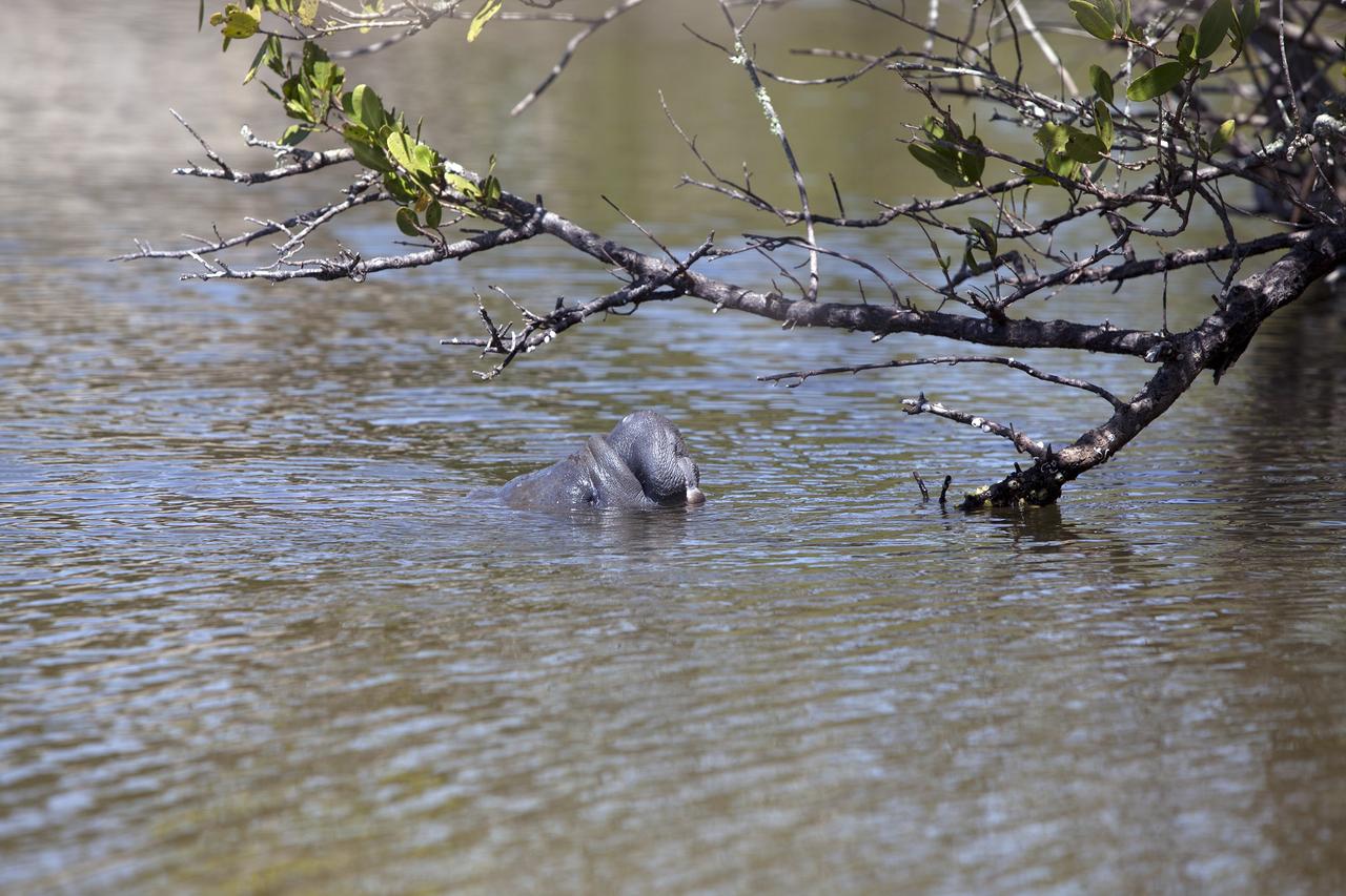 CAPE CANAVERAL, Fla. – A manatee raises its eyes and nose above the waterline in a creek at NASA's Kennedy Space Center in Florida.    The center shares a boundary with the Merritt Island National Wildlife Refuge, which encompasses 140,000 acres that provide a habitat for more than 330 species of birds, 31 mammals, 117 fishes, and 65 amphibians and reptiles. Photo credit: NASA/Daniel Casper