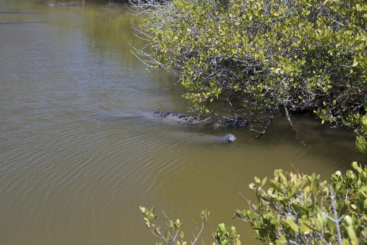 CAPE CANAVERAL, Fla. – A parent and a baby manatee come up for air beneath the branches of a mangrove in a creek at NASA's Kennedy Space Center in Florida.    The center shares a boundary with the Merritt Island National Wildlife Refuge, which encompasses 140,000 acres that provide a habitat for more than 330 species of birds, 31 mammals, 117 fishes, and 65 amphibians and reptiles. Photo credit: NASA/Daniel Casper