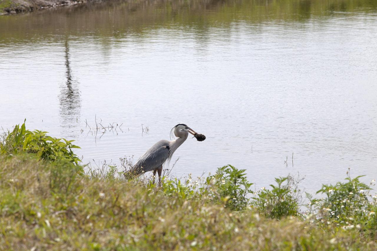 CAPE CANAVERAL, Fla. – A great blue heron catches a small rodent along the shore of an inland waterway near the former site of the Spacecraft Assembly and Encapsulation Facility-2 at NASA's Kennedy Space Center in Florida.    The center shares a boundary with the Merritt Island National Wildlife Refuge. The refuge encompasses 140,000 acres that are a habitat for more than 330 species of birds, 31 mammals, 117 fishes, and 65 amphibians and reptiles. It contains more than 1,000 known plant species. The marshes and open water of the refuge provide wintering areas for 23 species of migratory waterfowl, as well as a year-round home for great blue herons, great egrets, wood storks, cormorants, brown pelicans and other species of marsh and shore birds, and a variety of insects.  Photo credit: NASA/Daniel Casper