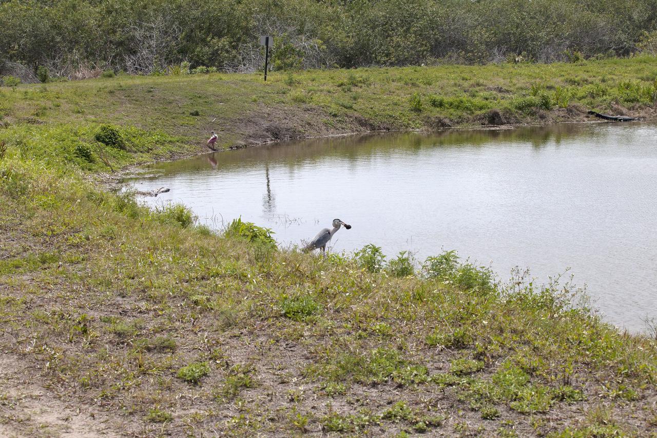 CAPE CANAVERAL, Fla. – A great blue heron catches a small rodent along the shore of an inland waterway near the former site of the Spacecraft Assembly and Encapsulation Facility-2 at NASA's Kennedy Space Center in Florida.    The center shares a boundary with the Merritt Island National Wildlife Refuge. The refuge encompasses 140,000 acres that are a habitat for more than 330 species of birds, 31 mammals, 117 fishes, and 65 amphibians and reptiles. It contains more than 1,000 known plant species. The marshes and open water of the refuge provide wintering areas for 23 species of migratory waterfowl, as well as a year-round home for great blue herons, great egrets, wood storks, cormorants, brown pelicans and other species of marsh and shore birds, and a variety of insects.  Photo credit: NASA/Daniel Casper