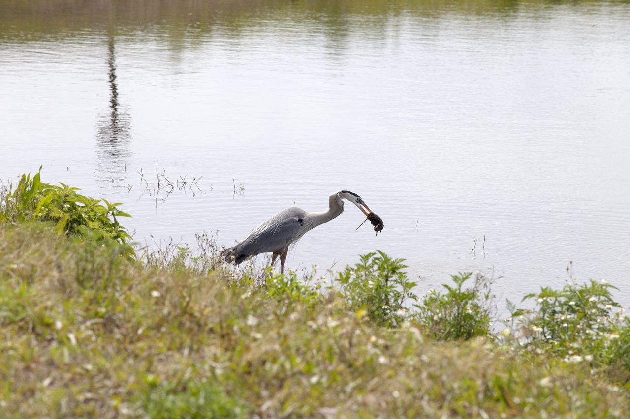 CAPE CANAVERAL, Fla. – A great blue heron catches a small rodent along the shore of an inland waterway near the former site of the Spacecraft Assembly and Encapsulation Facility-2 at NASA's Kennedy Space Center in Florida.    The center shares a boundary with the Merritt Island National Wildlife Refuge. The refuge encompasses 140,000 acres that are a habitat for more than 330 species of birds, 31 mammals, 117 fishes, and 65 amphibians and reptiles. It contains more than 1,000 known plant species. The marshes and open water of the refuge provide wintering areas for 23 species of migratory waterfowl, as well as a year-round home for great blue herons, great egrets, wood storks, cormorants, brown pelicans and other species of marsh and shore birds, and a variety of insects.  Photo credit: NASA/Daniel Casper