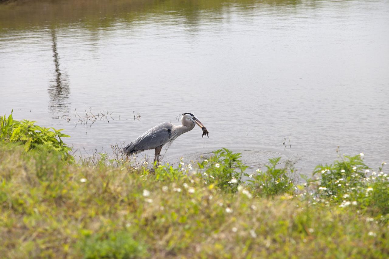 CAPE CANAVERAL, Fla. – A great blue heron catches a small rodent along the shore of an inland waterway near the former site of the Spacecraft Assembly and Encapsulation Facility-2 at NASA's Kennedy Space Center in Florida.    The center shares a boundary with the Merritt Island National Wildlife Refuge. The refuge encompasses 140,000 acres that are a habitat for more than 330 species of birds, 31 mammals, 117 fishes, and 65 amphibians and reptiles. It contains more than 1,000 known plant species. The marshes and open water of the refuge provide wintering areas for 23 species of migratory waterfowl, as well as a year-round home for great blue herons, great egrets, wood storks, cormorants, brown pelicans and other species of marsh and shore birds, and a variety of insects.  Photo credit: NASA/Daniel Casper