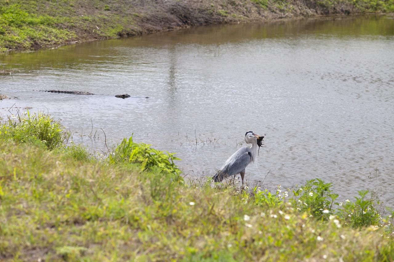 CAPE CANAVERAL, Fla. – A great blue heron catches a small rodent along the shore of an inland waterway at NASA's Kennedy Space Center in Florida. An alligator swims in the water nearby.    The center shares a boundary with the Merritt Island National Wildlife Refuge. The refuge encompasses 140,000 acres that are a habitat for more than 330 species of birds, 31 mammals, 117 fishes, and 65 amphibians and reptiles. It contains more than 1,000 known plant species. The marshes and open water of the refuge provide wintering areas for 23 species of migratory waterfowl, as well as a year-round home for great blue herons, great egrets, wood storks, cormorants, brown pelicans and other species of marsh and shore birds, and a variety of insects.  Photo credit: NASA/Daniel Casper
