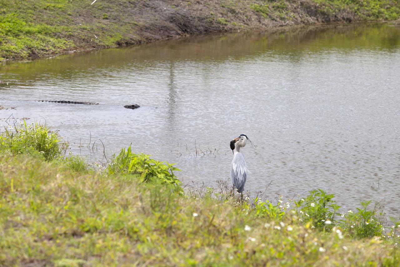 CAPE CANAVERAL, Fla. – A great blue heron catches a small rodent along the shore of an inland waterway at NASA's Kennedy Space Center in Florida. An alligator swims in the water nearby.    The center shares a boundary with the Merritt Island National Wildlife Refuge. The refuge encompasses 140,000 acres that are a habitat for more than 330 species of birds, 31 mammals, 117 fishes, and 65 amphibians and reptiles. It contains more than 1,000 known plant species. The marshes and open water of the refuge provide wintering areas for 23 species of migratory waterfowl, as well as a year-round home for great blue herons, great egrets, wood storks, cormorants, brown pelicans and other species of marsh and shore birds, and a variety of insects.  Photo credit: NASA/Daniel Casper