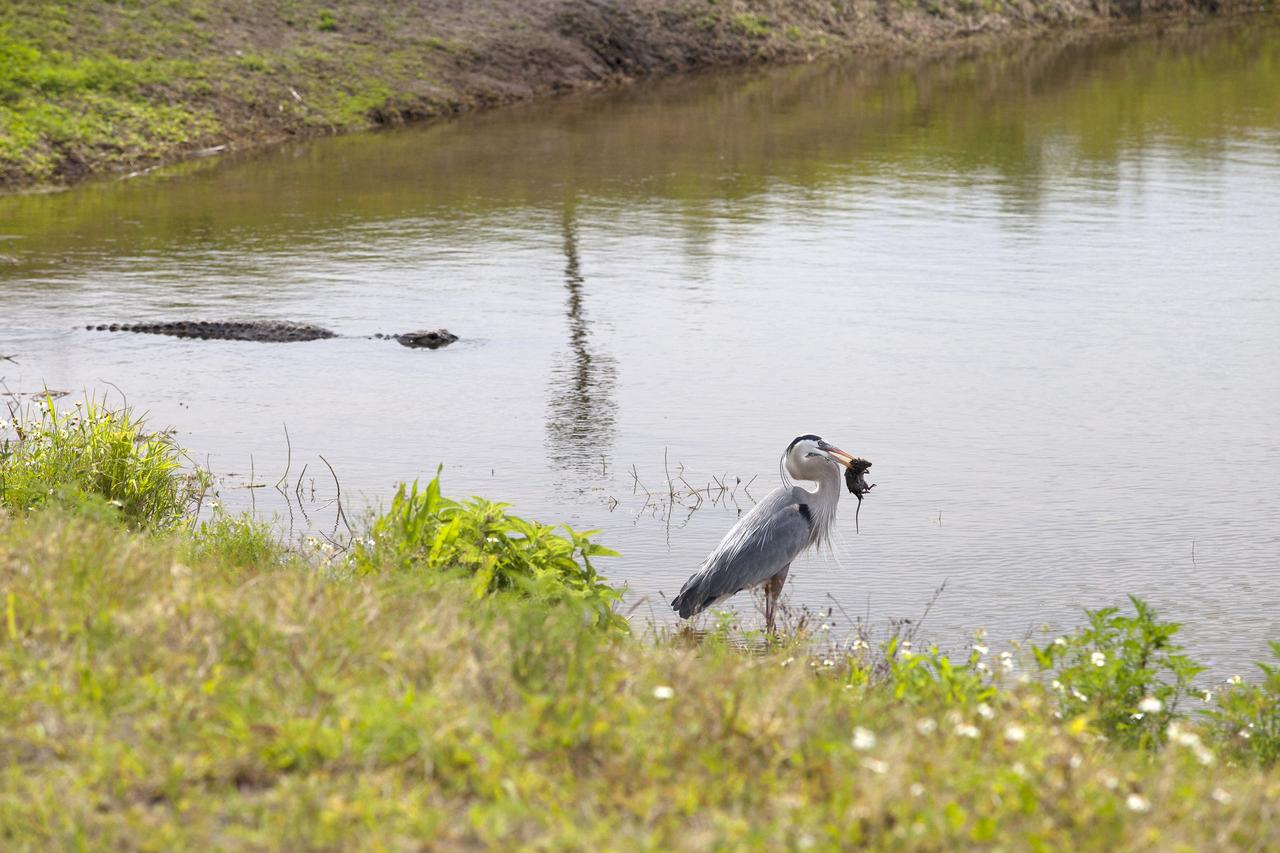 CAPE CANAVERAL, Fla. – A great blue heron catches a small rodent along the shore of an inland waterway at NASA's Kennedy Space Center in Florida. An alligator swims in the water nearby.    The center shares a boundary with the Merritt Island National Wildlife Refuge. The refuge encompasses 140,000 acres that are a habitat for more than 330 species of birds, 31 mammals, 117 fishes, and 65 amphibians and reptiles. It contains more than 1,000 known plant species. The marshes and open water of the refuge provide wintering areas for 23 species of migratory waterfowl, as well as a year-round home for great blue herons, great egrets, wood storks, cormorants, brown pelicans and other species of marsh and shore birds, and a variety of insects.  Photo credit: NASA/Daniel Casper
