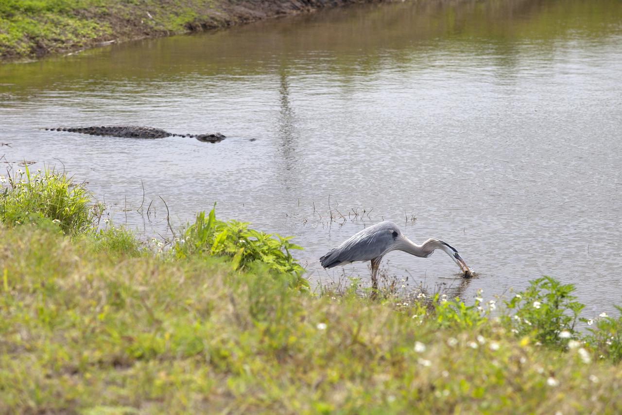 CAPE CANAVERAL, Fla. – A great blue heron catches a small rodent along the shore of an inland waterway at NASA's Kennedy Space Center in Florida. An alligator swims in the water nearby.    The center shares a boundary with the Merritt Island National Wildlife Refuge. The refuge encompasses 140,000 acres that are a habitat for more than 330 species of birds, 31 mammals, 117 fishes, and 65 amphibians and reptiles. It contains more than 1,000 known plant species. The marshes and open water of the refuge provide wintering areas for 23 species of migratory waterfowl, as well as a year-round home for great blue herons, great egrets, wood storks, cormorants, brown pelicans and other species of marsh and shore birds, and a variety of insects.  Photo credit: NASA/Daniel Casper