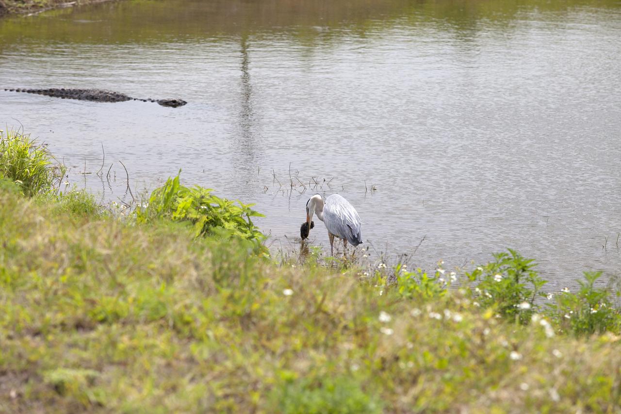 CAPE CANAVERAL, Fla. – A great blue heron catches a small rodent along the shore of an inland waterway at NASA's Kennedy Space Center in Florida. An alligator swims in the water nearby.    The center shares a boundary with the Merritt Island National Wildlife Refuge. The refuge encompasses 140,000 acres that are a habitat for more than 330 species of birds, 31 mammals, 117 fishes, and 65 amphibians and reptiles. It contains more than 1,000 known plant species. The marshes and open water of the refuge provide wintering areas for 23 species of migratory waterfowl, as well as a year-round home for great blue herons, great egrets, wood storks, cormorants, brown pelicans and other species of marsh and shore birds, and a variety of insects.  Photo credit: NASA/Daniel Casper