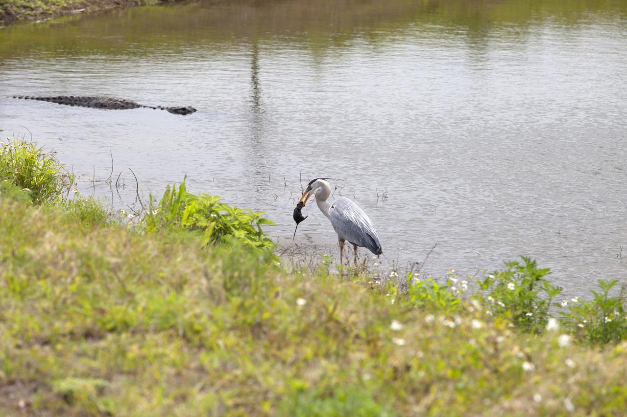 CAPE CANAVERAL, Fla. – A great blue heron catches a small rodent along the shore of an inland waterway at NASA's Kennedy Space Center in Florida. An alligator swims in the water nearby.    The center shares a boundary with the Merritt Island National Wildlife Refuge. The refuge encompasses 140,000 acres that are a habitat for more than 330 species of birds, 31 mammals, 117 fishes, and 65 amphibians and reptiles. It contains more than 1,000 known plant species. The marshes and open water of the refuge provide wintering areas for 23 species of migratory waterfowl, as well as a year-round home for great blue herons, great egrets, wood storks, cormorants, brown pelicans and other species of marsh and shore birds, and a variety of insects.  Photo credit: NASA/Daniel Casper