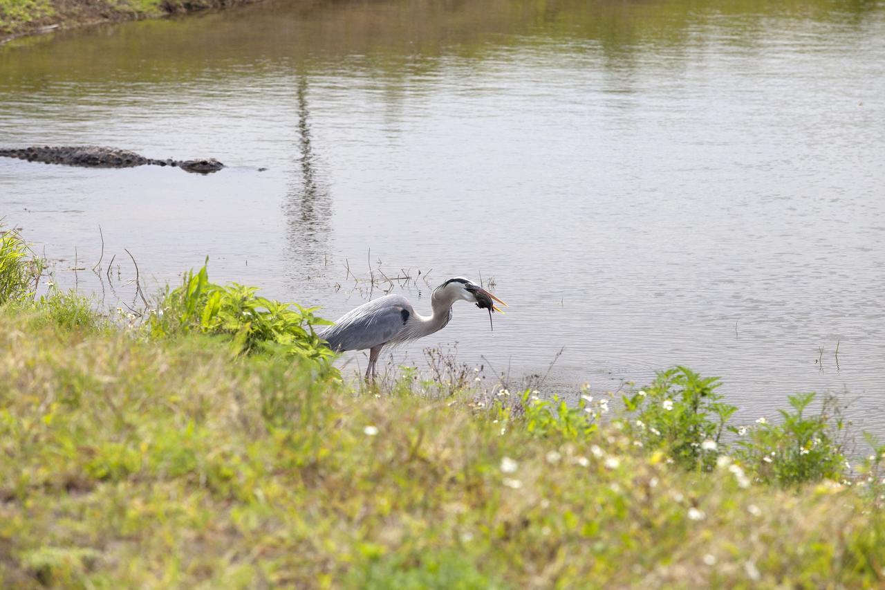 CAPE CANAVERAL, Fla. – A great blue heron consumes a small rodent along the shore of an inland waterway at NASA's Kennedy Space Center in Florida. An alligator swims in the water nearby.    The center shares a boundary with the Merritt Island National Wildlife Refuge. The refuge encompasses 140,000 acres that are a habitat for more than 330 species of birds, 31 mammals, 117 fishes, and 65 amphibians and reptiles. It contains more than 1,000 known plant species. The marshes and open water of the refuge provide wintering areas for 23 species of migratory waterfowl, as well as a year-round home for great blue herons, great egrets, wood storks, cormorants, brown pelicans and other species of marsh and shore birds, and a variety of insects.  Photo credit: NASA/Daniel Casper
