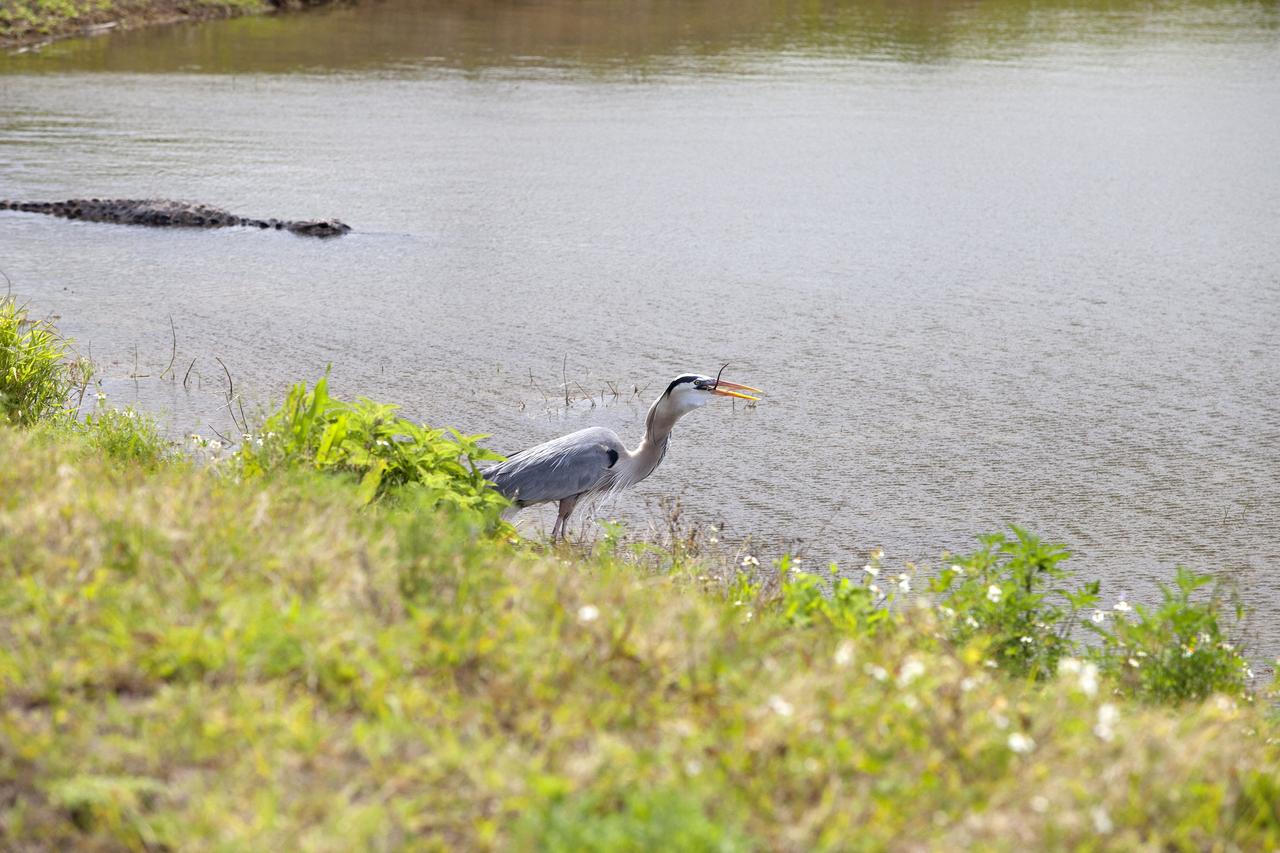 CAPE CANAVERAL, Fla. – A great blue heron consumes a small rodent along the shore of an inland waterway at NASA's Kennedy Space Center in Florida. An alligator swims in the water nearby.    The center shares a boundary with the Merritt Island National Wildlife Refuge. The refuge encompasses 140,000 acres that are a habitat for more than 330 species of birds, 31 mammals, 117 fishes, and 65 amphibians and reptiles. It contains more than 1,000 known plant species. The marshes and open water of the refuge provide wintering areas for 23 species of migratory waterfowl, as well as a year-round home for great blue herons, great egrets, wood storks, cormorants, brown pelicans and other species of marsh and shore birds, and a variety of insects.  Photo credit: NASA/Daniel Casper