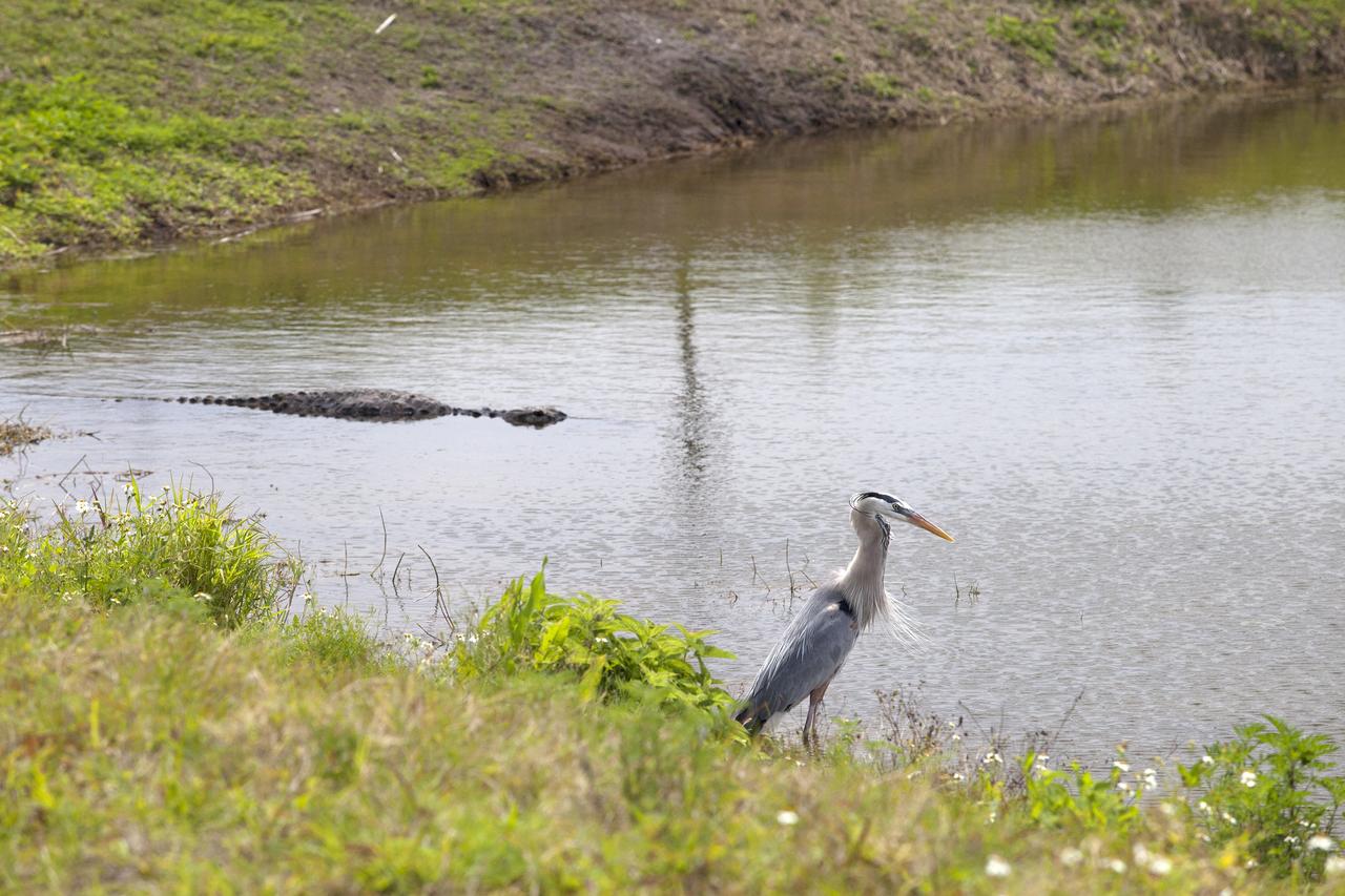 CAPE CANAVERAL, Fla. – A great blue heron stands along the shore of an inland waterway at NASA's Kennedy Space Center in Florida. An alligator swims in the water nearby.    The center shares a boundary with the Merritt Island National Wildlife Refuge. The refuge encompasses 140,000 acres that are a habitat for more than 330 species of birds, 31 mammals, 117 fishes, and 65 amphibians and reptiles. It contains more than 1,000 known plant species. The marshes and open water of the refuge provide wintering areas for 23 species of migratory waterfowl, as well as a year-round home for great blue herons, great egrets, wood storks, cormorants, brown pelicans and other species of marsh and shore birds, and a variety of insects.  Photo credit: NASA/Daniel Casper