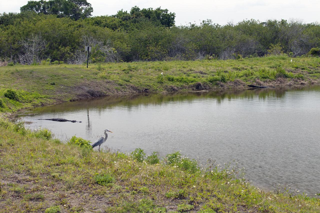 CAPE CANAVERAL, Fla. – A great blue heron stands along the shore of an inland waterway at NASA's Kennedy Space Center in Florida. An alligator swims in the water nearby.    The center shares a boundary with the Merritt Island National Wildlife Refuge. The refuge encompasses 140,000 acres that are a habitat for more than 330 species of birds, 31 mammals, 117 fishes, and 65 amphibians and reptiles. It contains more than 1,000 known plant species. The marshes and open water of the refuge provide wintering areas for 23 species of migratory waterfowl, as well as a year-round home for great blue herons, great egrets, wood storks, cormorants, brown pelicans and other species of marsh and shore birds, and a variety of insects.  Photo credit: NASA/Daniel Casper